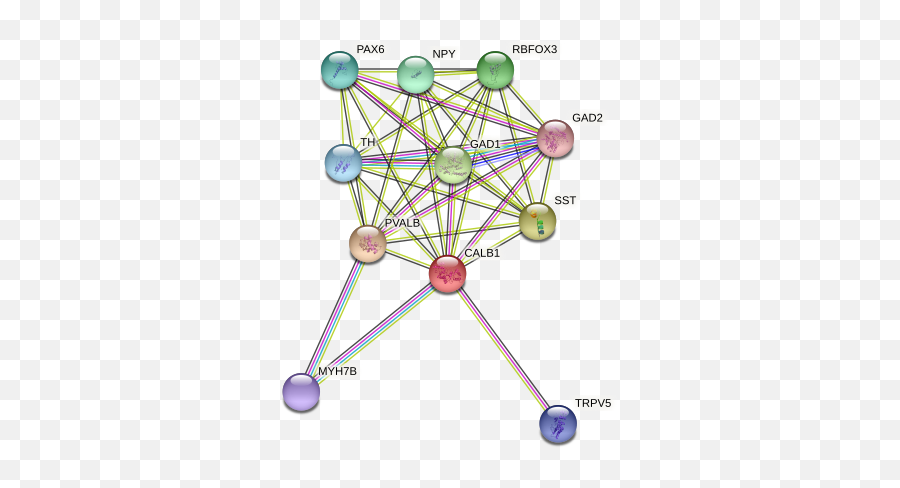 Calb1 Protein Macaca Mulatta - String Interaction Network Emoji,Ventral Striatum Emotion Face