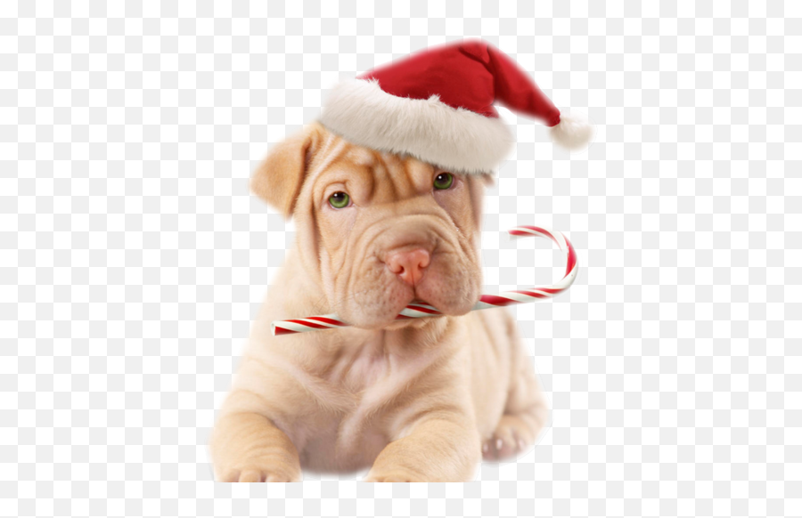 Kerst 15 - Kerst Galerij Christmas Dog Funny Animal Emoji,Shar Pei Emoticon