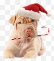 Kerst 15 - Kerst Galerij Christmas Dog Funny Animal Emoji,Shar Pei Emoticon