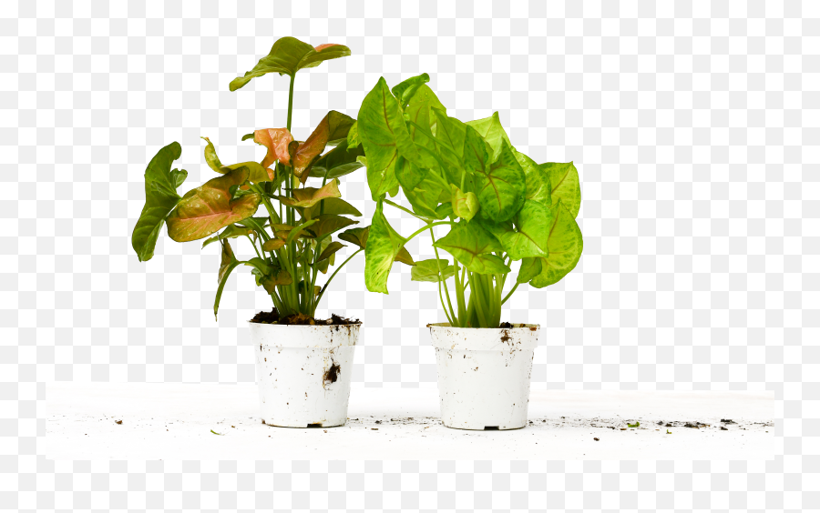 Clean Air Plant In Eco - Friendly Pot Syngonium Walmartcom Emoji,Leaf Sprig Emoji