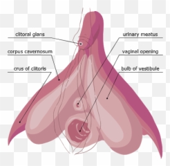 What You Should Have Learned In Sex Ed U2014 Nsfw Emoji,What Is The Emoji For Vagina
