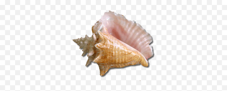 Shell Conch Conchshell Beach Summer - Transparent Background Seashell Png Transparent Emoji,Conch Shell Emoji