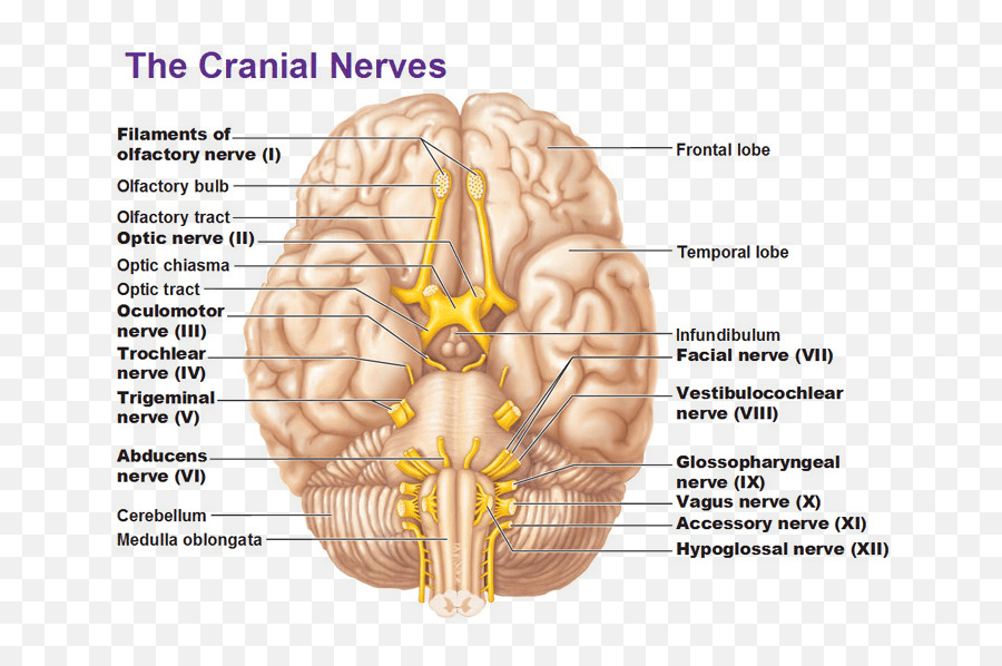 Trauma Ptsd Stress Mental Health And Yoga - Savy Brain And Cranial Nerves Emoji,Structures Of The Limbic System Involved With Emotions