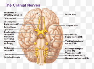 Trauma Ptsd Stress Mental Health And Yoga - Savy Brain And Cranial Nerves Emoji,Structures Of The Limbic System Involved With Emotions