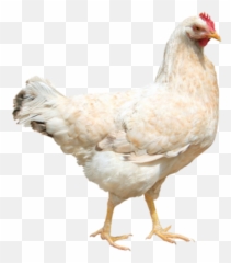 Urban Chicken Forum - Things That Go Together Chart Emoji,Chicken Emoticons For Facebook