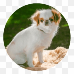 What Size Dog Can Fly In Cabin Breeds Sizes U0026 Weight Emoji,Emotion Chart Using Dogs