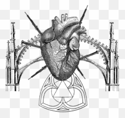 Cathedral Whispers - Anatomy Medical Heart Emoji,Emotion Coraacao