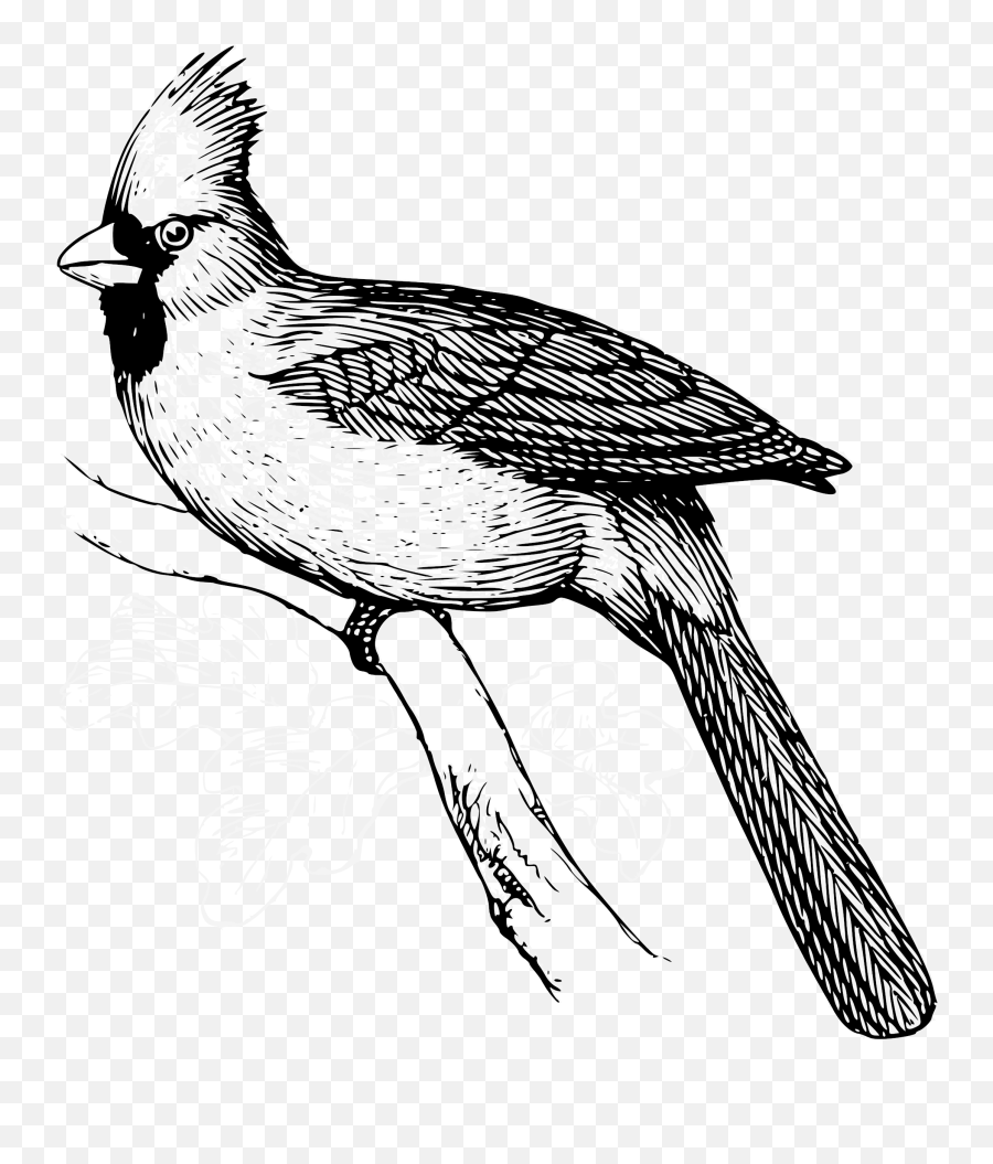 Cardinal Bird Line Art Transparent Png - Cardinal Linear Drawing Emoji,Cardinal Bird Facebook Emoticon
