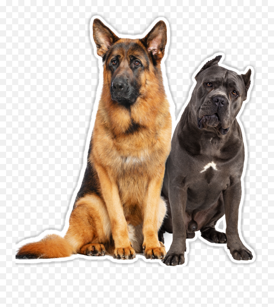 New Mexico Working Dog Training Breeding Emoji,German Sheppherd Emotions Based On Ears