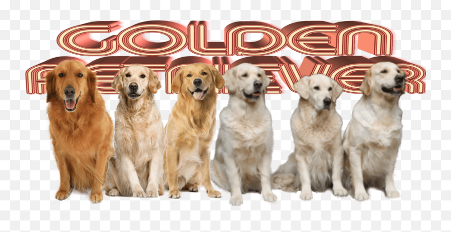 Golden Retriever Mumbai Golden Retriever For Sale In India - Golden Retriever Price In Vijayawada Emoji,Labrador Retriever Happy Birthday Emoticon