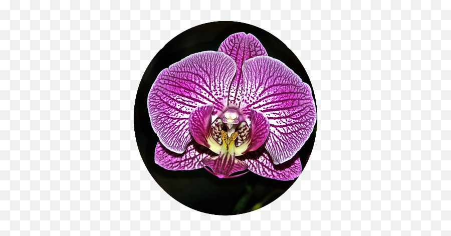 Flower Power Stickers - Moth Orchid Emoji,V4 Flower Emoji