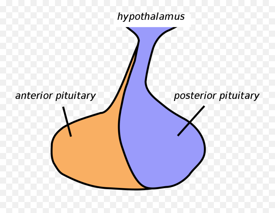 10 Largest Parts Of The Human Brain Largestorg - Pituitary Gland Of Fish Diagram Emoji,Hypothalamus Emotions