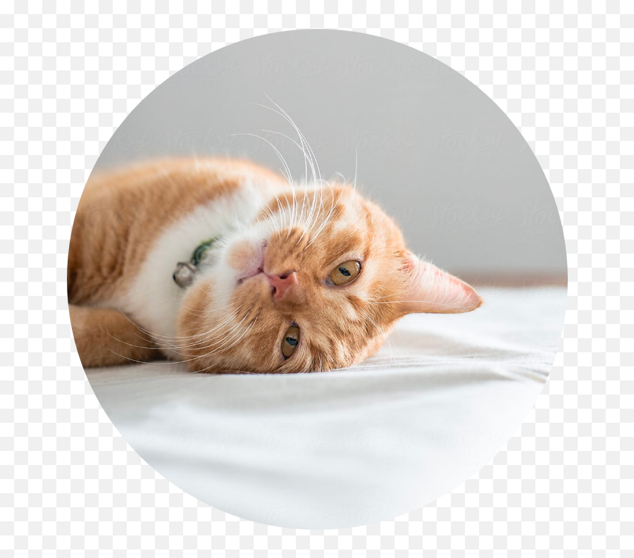 Bserene Calming 60ml Spray Emoji,Cat Laying Down Emoji