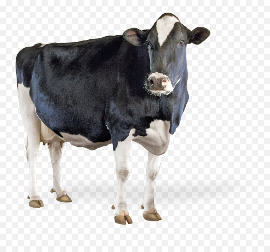 Select Sires Emoji,Bull Emoji Code