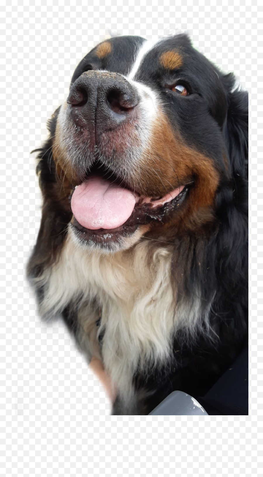 Dog Benner Siem Image - Vulnerable Native Breeds Emoji,Bernese Mountain Dog Emoji