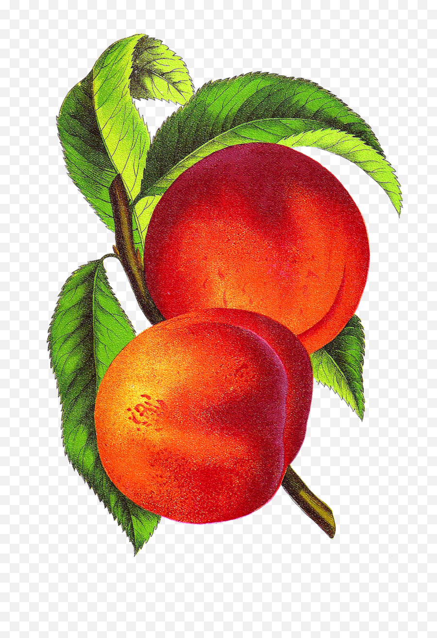 Peach Clip Art 4 - Clipartix Vintage Peach Clipart Emoji,Peach Emoji Png