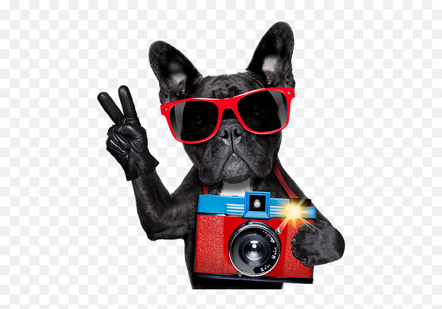 Admin Auteur Sur Hapy Face - Dog Doing Peace Sign Emoji,Si Jeune Et Déja La Clope Au Bec, Bel Exemple Pour Notre Belle Jeunesse !... Smile Emoticon