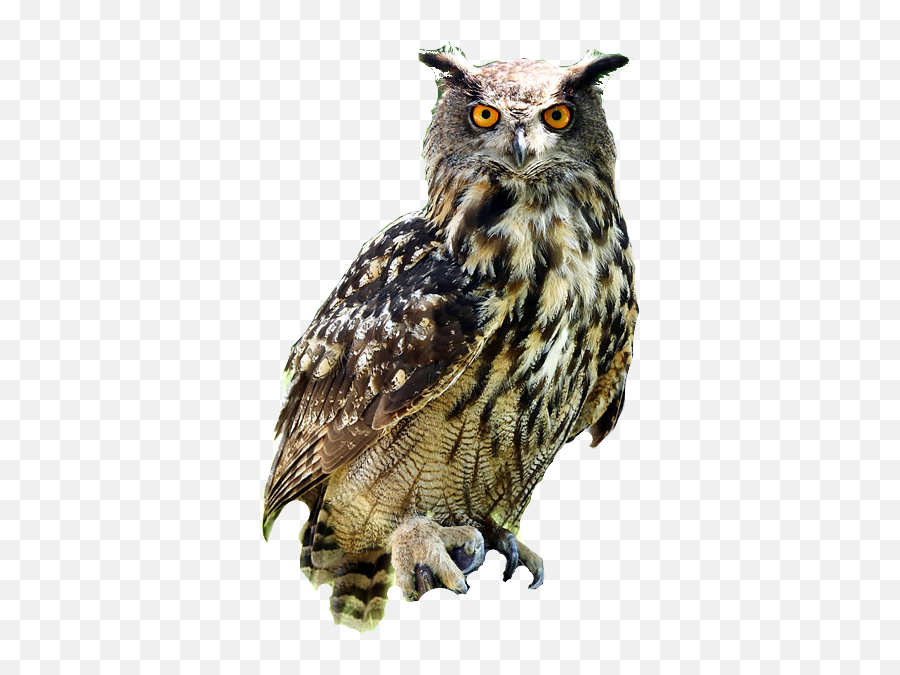Owl Psd Official Psds - Blakiston Fish Owl Emoji,Pictures Of Cute Emojis Of Alot Of Owls