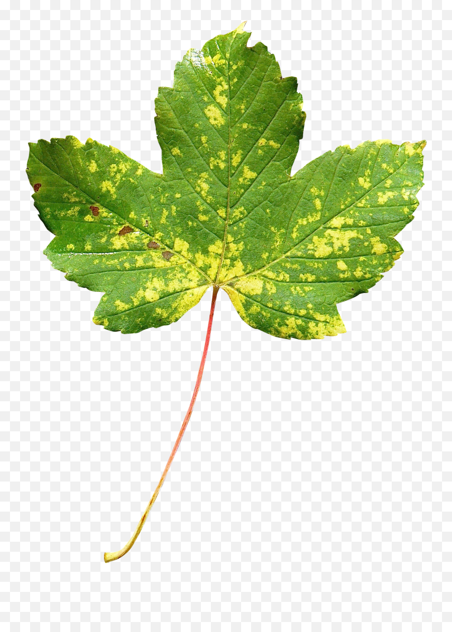 Maple Leaf Png Transparent - Maple Leaf Emoji,Free Red Maple Leaf Emoji