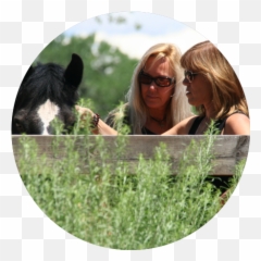 Healing Through Horses Emoji,Horses Emotion Illustration