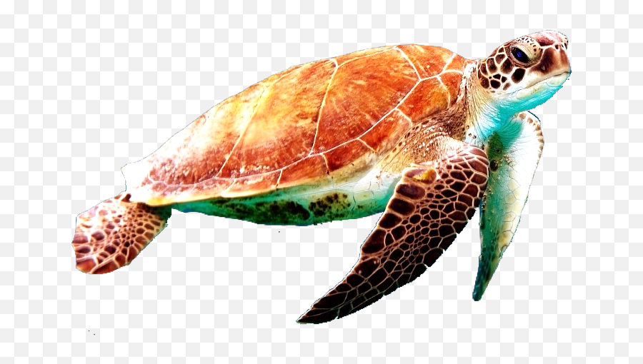 Nature Ocean Sea Turtle Sticker By Pennyann - Tartaruga Marinha Png Emoji,Sea Turtle Emoji