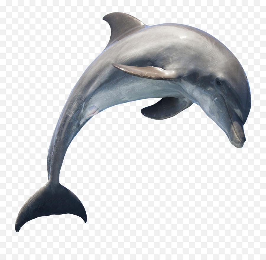Dolphin Download - Dolphin Png Download 12941174 Free Dolphin Png Emoji,Dolphin Emoticon