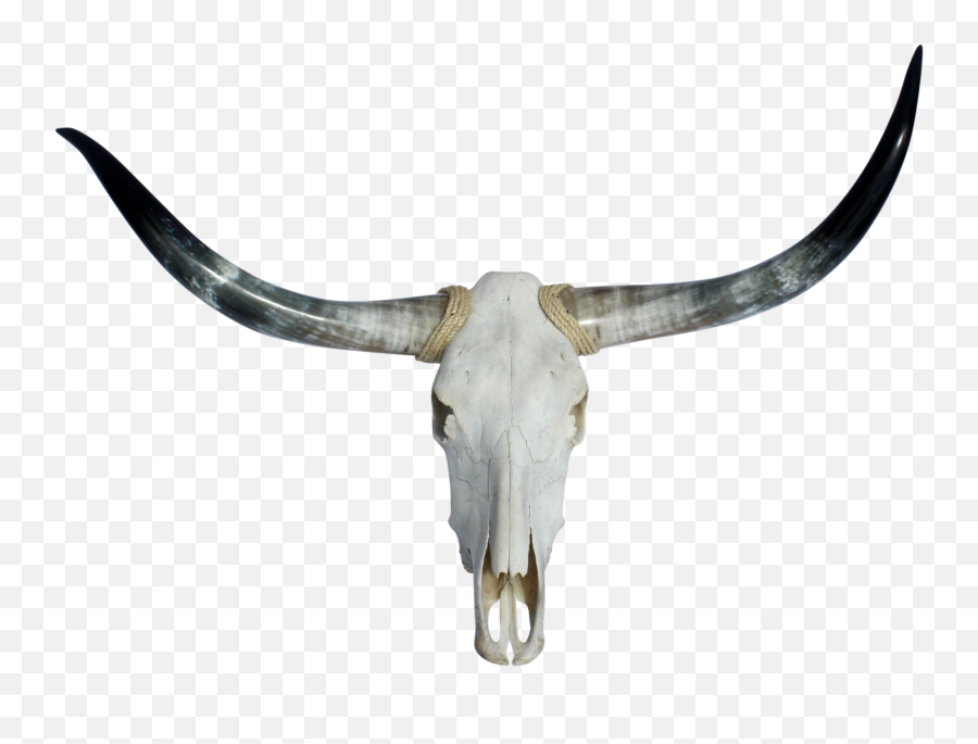 Longhorn No Skull - Transparent Bull Skull Png Emoji,Longhorn Emoji