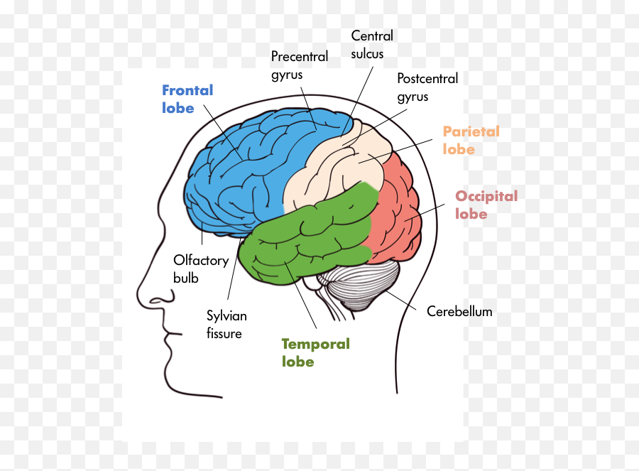 The Nervous System Noba - Nervous System Of Mammals Emoji,Nervous Emotion