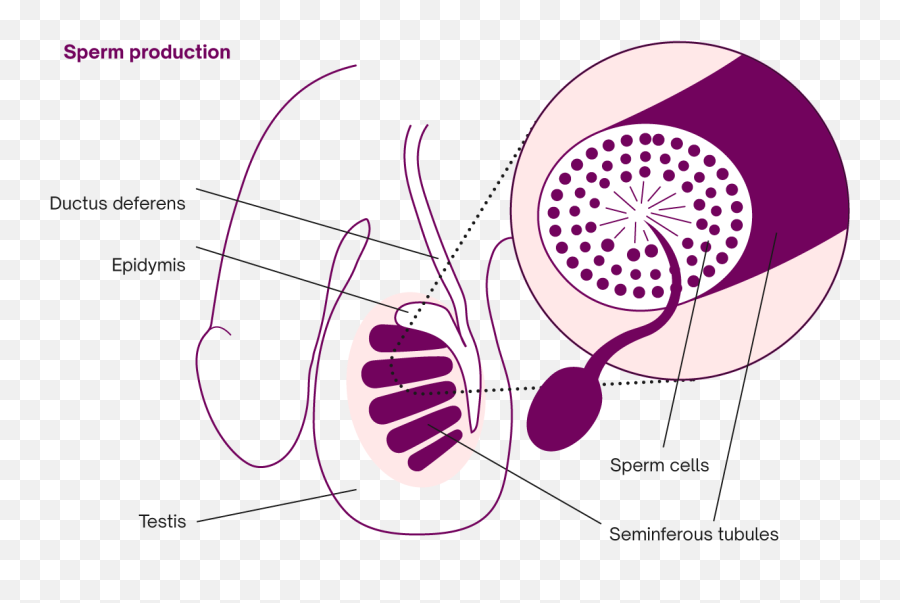 Sperm Production The Sperm Life Cycle Natural Cycles Emoji,Female Hormonal And Emotion Cycle Graph