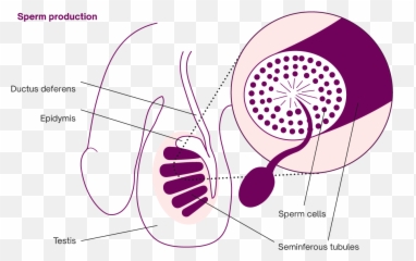 Sperm Production The Sperm Life Cycle Natural Cycles Emoji,Female Hormonal And Emotion Cycle Graph