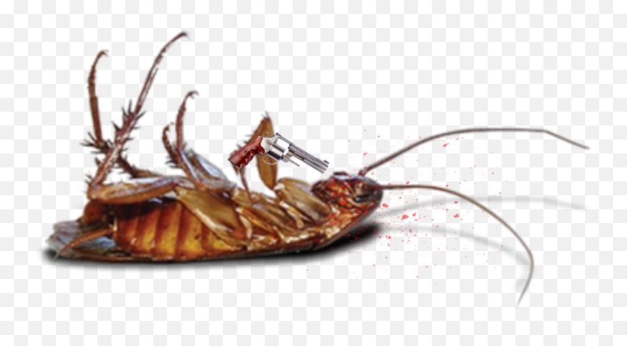 The Most Edited Ded Picsart - Transparent Background Dead Roach Png Emoji,Cockroach Emoticon