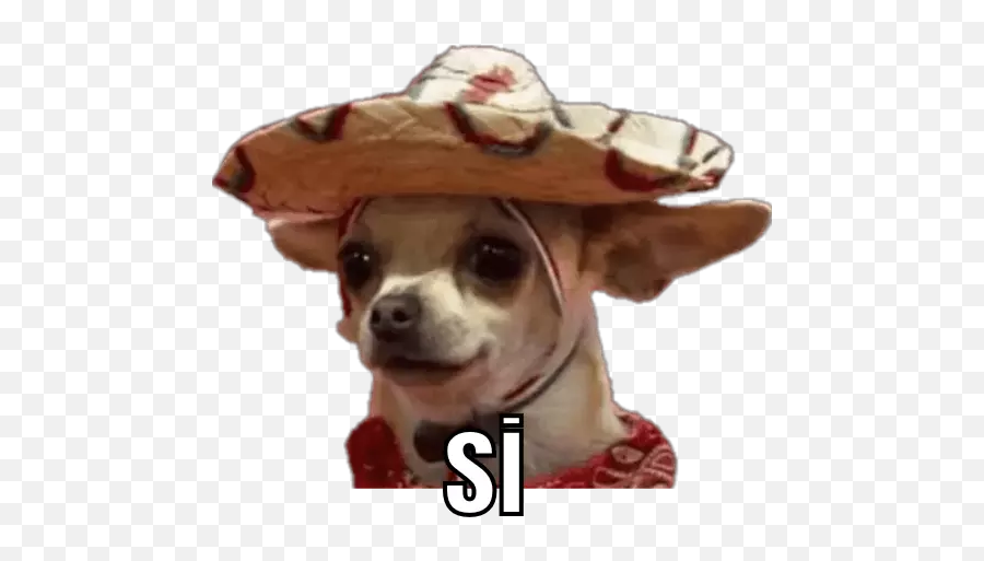 Stay Strong Sg - Chihuahua Meme Emoji,Chihuahua Emoticons
