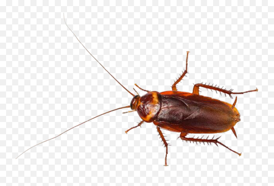 The Most Edited Emoji,Cockroach Emoji