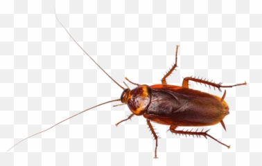The Most Edited Emoji,Cockroach Emoji