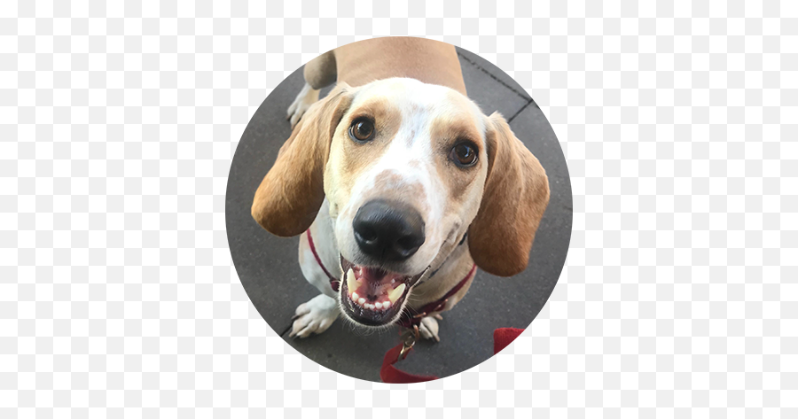 Welcome - Canine Tooth Emoji,Dog Emoticon Yawning
