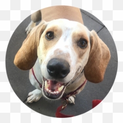 Welcome - Canine Tooth Emoji,Dog Emoticon Yawning