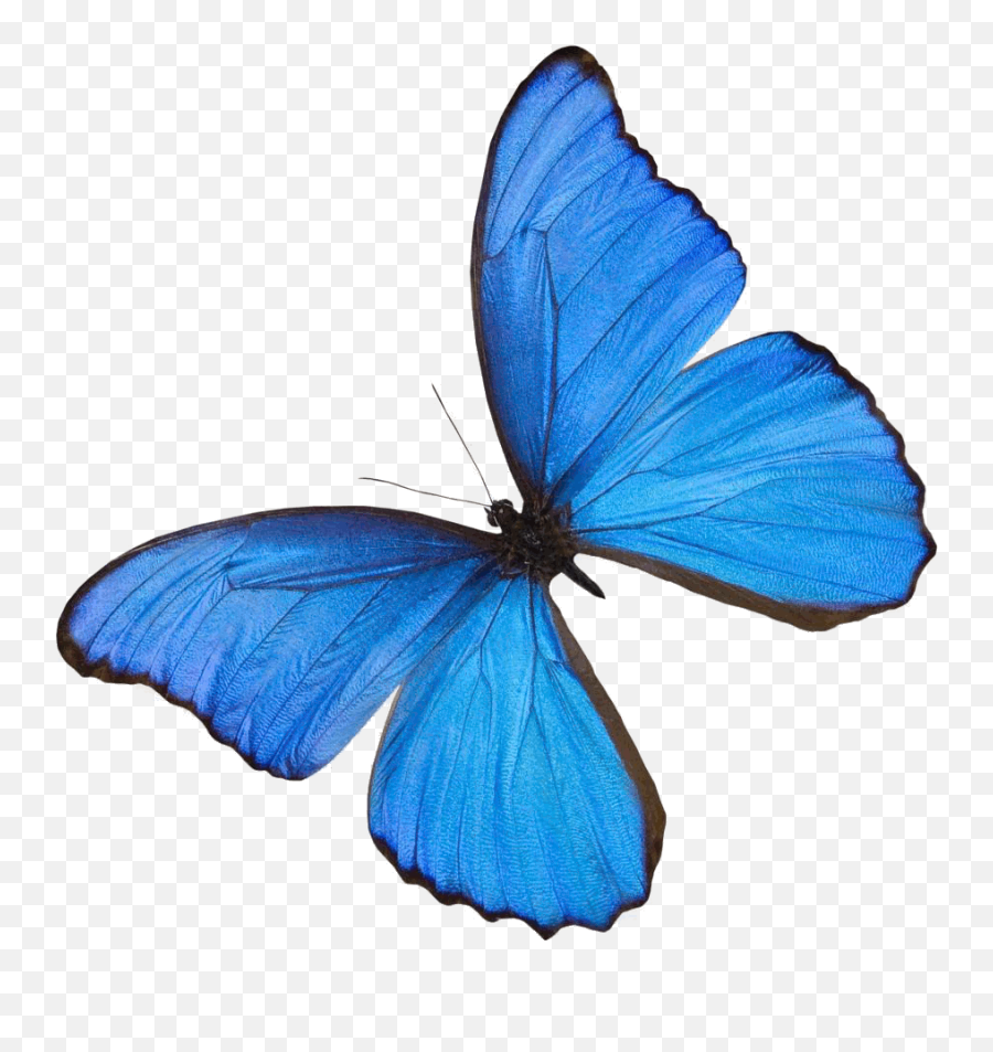 Drug Alcohol Intervention - Butterfly Effect Emoji,Emotion Butterflies