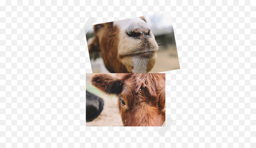 Meet The Animals Afs - Cattle Emoji,Cat Cow Horse World Emoji