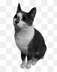 Cat Power U2013 Ursidice Emoji,Emotion Wrecking Games
