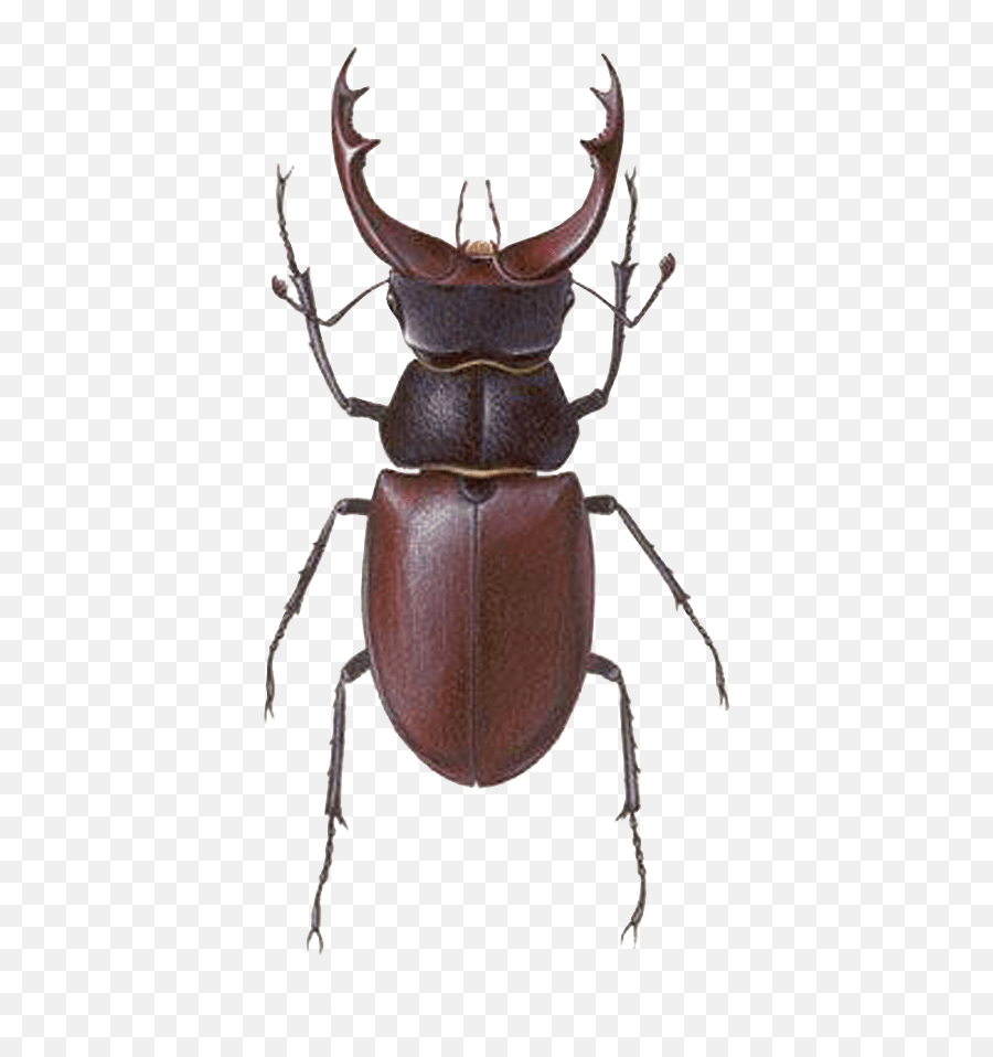 Stag Beetle Transparent Png Png Mart Emoji,Beetle Emoji