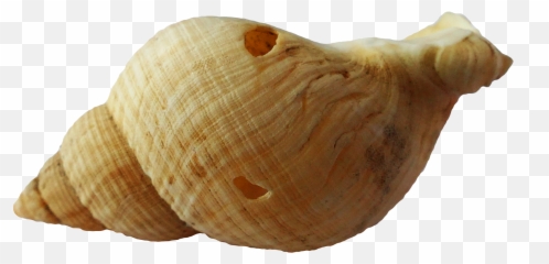 Sea Ocean Shell Png Image - Ocean Shell Png Emoji,Conch Shell Emoji