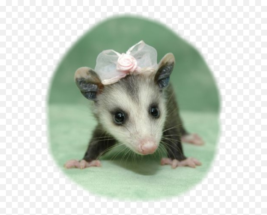 Possum Cuteanimals Bows Opossum Sticker - Baby Possum Emoji,Possum Emoji