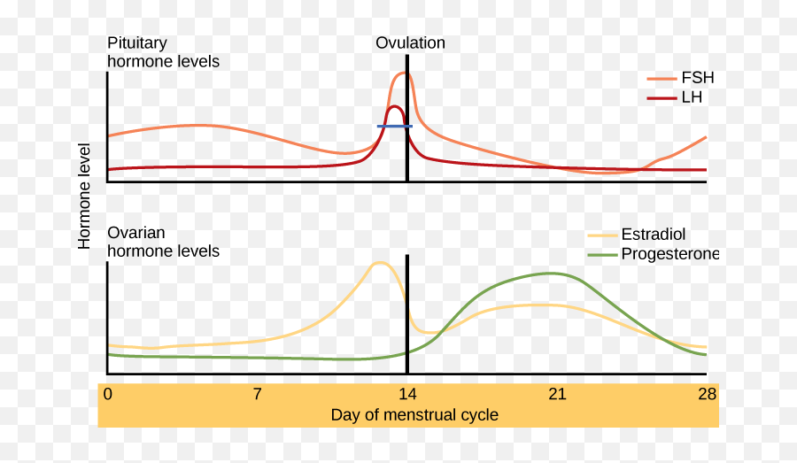 188 Menstrual Cycle U2013 Human Biology - Plot Emoji,Entrance Ovary Emotion