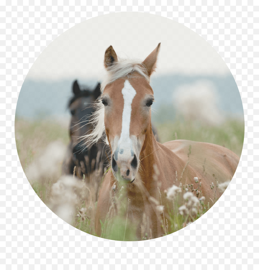 About The Wholistic Equestrian - Beautiful Horses Emoji,Equine Emotions