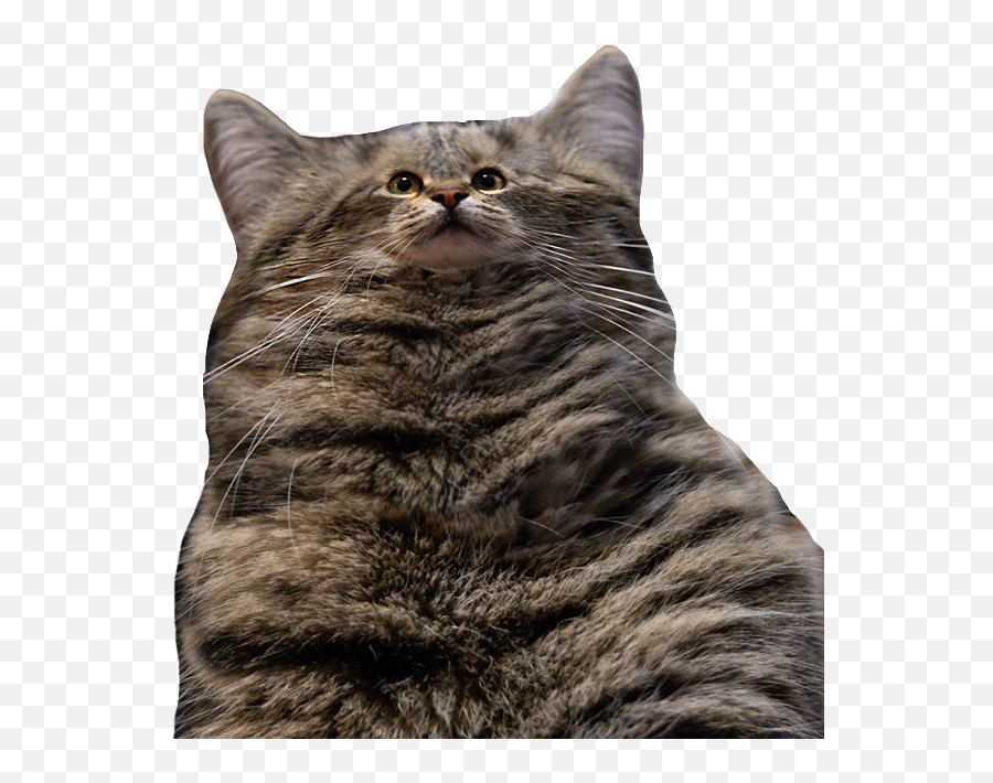 The Most Edited - Funny Tiny Face Cat Emoji,Grey Tabby Emojis