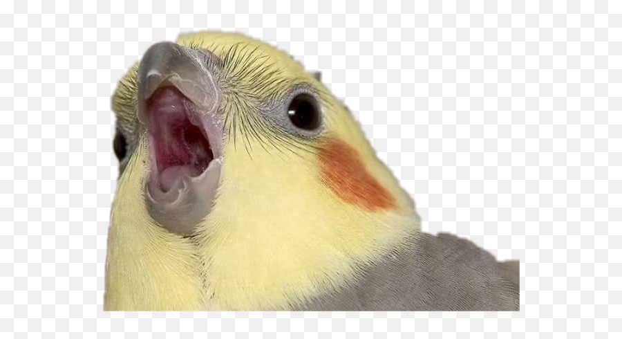 Ahhhhh Bird Birb Sticker - Screaming Birb Emoji,Cockatoo Facebook Emoji