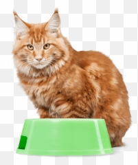 News Around The World India - Cat Supply Emoji,Guess The Gujarati Food Emoji