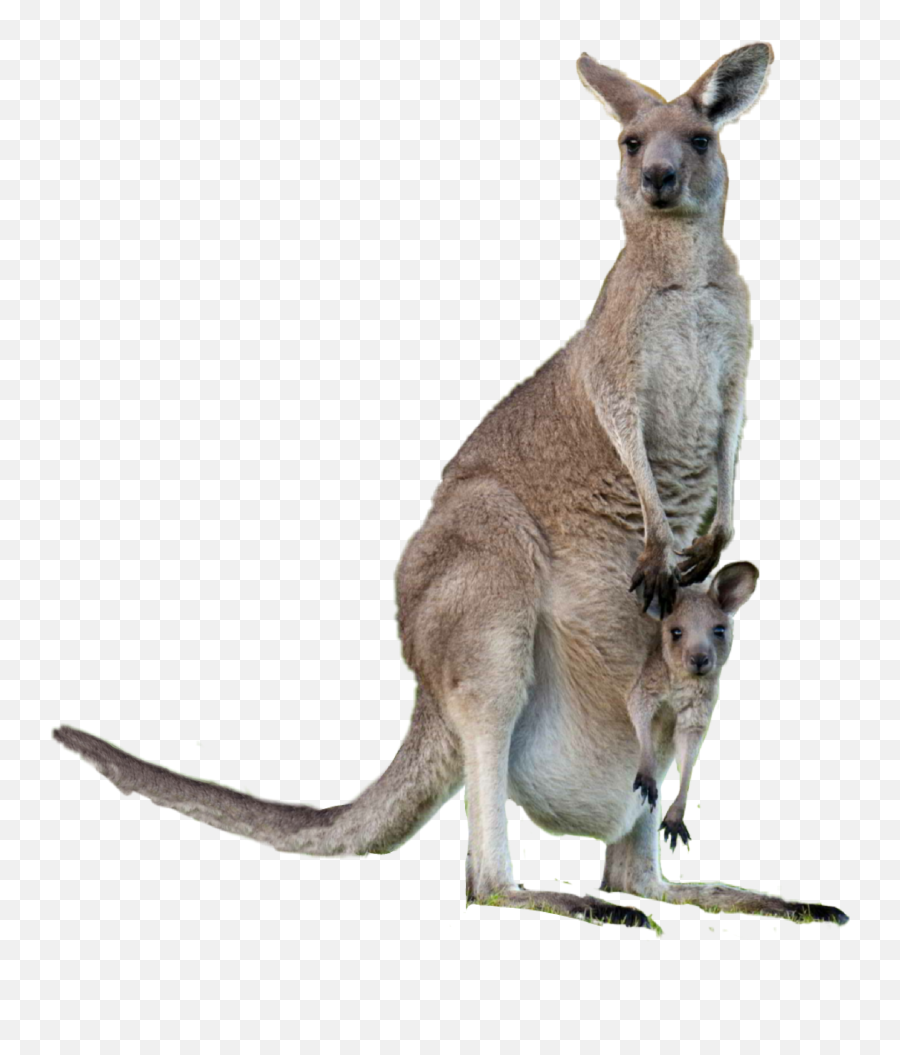 Kangaroo Sticker - Kangaroo Transparent Emoji,Kangaroo Emoji