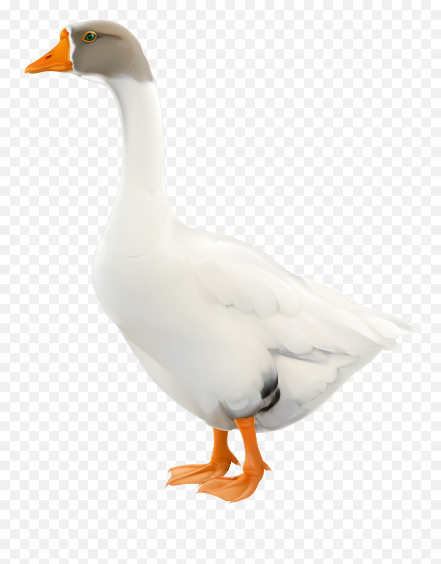 Duck Clipart Waterfowl Duck Waterfowl - Goose Png Emoji,Silly Goose Emoji