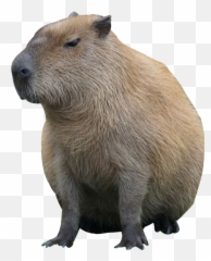 The Most Edited - Love My Capybara Meme Emoji,Capybara Emoji
